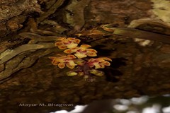 Smithsonia straminea